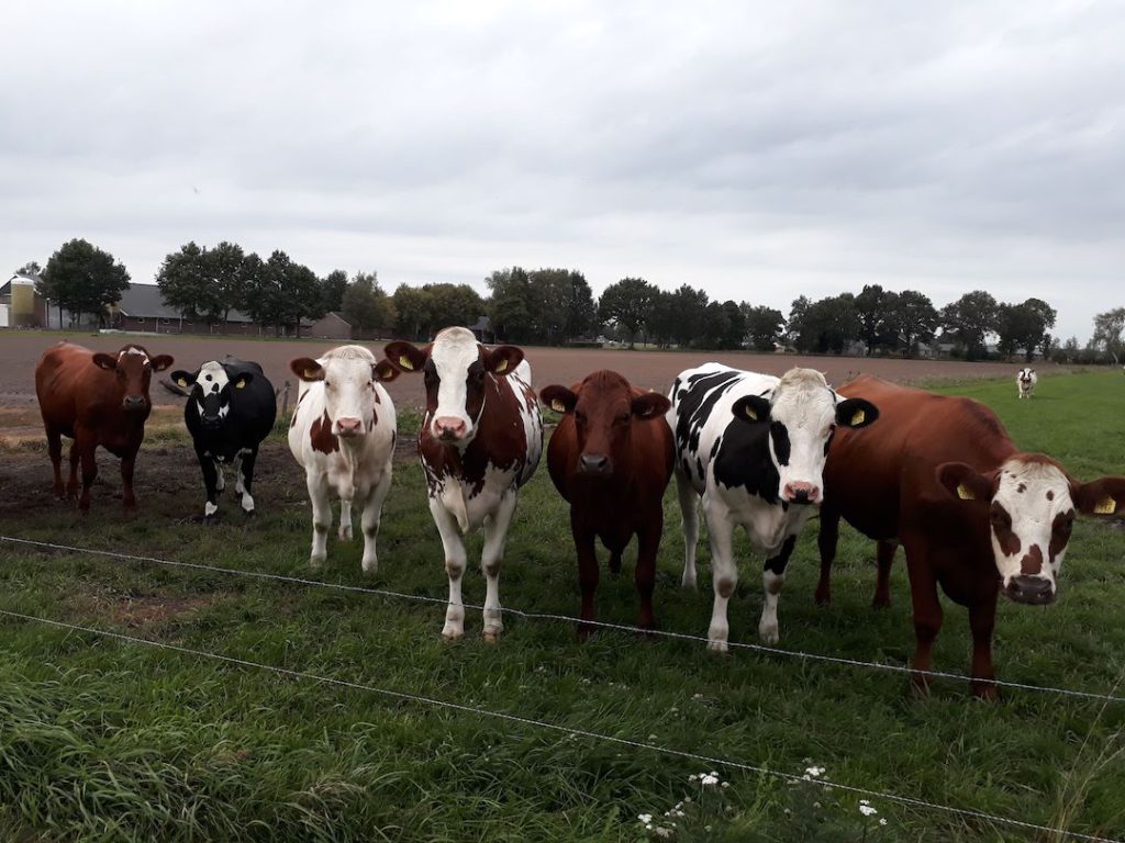 Koeien van de Eikenhof