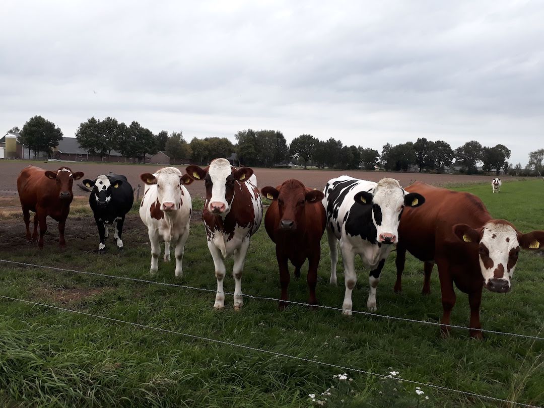 Koeien van de Eikenhof