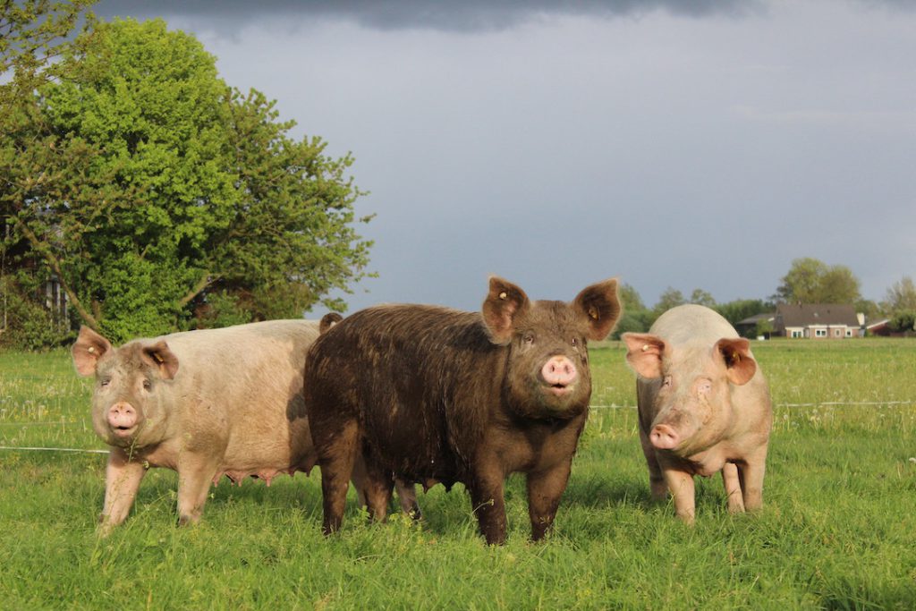 Dierenwelzijn op de Eikenhorst
