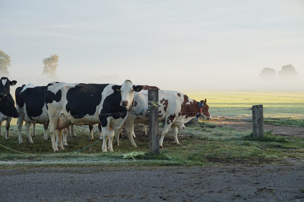 Hier lees je meer over ons en de geschiedenis van onze boerderij.