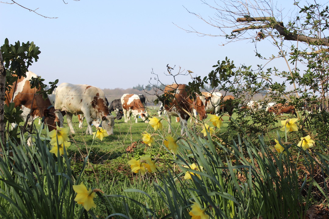 Voorjaar op de Eikenhof